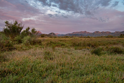 Scenic view of field against sky during sunset