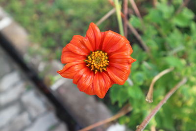 Close-up of red flower