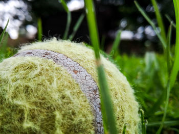 Close up of grass