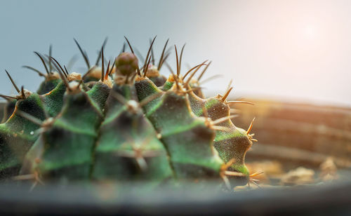 Close-up of cactus plant against sky