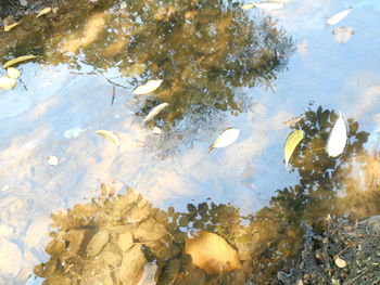 Reflection of trees in water
