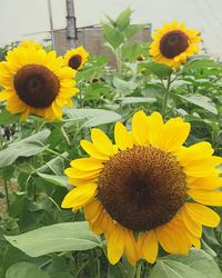 Close-up of sunflower blooming outdoors