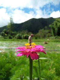 Close-up of pink flower on field