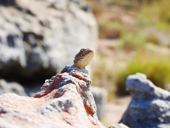 Close-up of lizard on rock