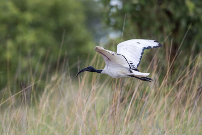 View of a bird flying