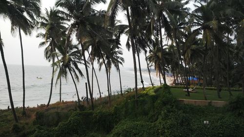 Palm trees on beach against sky