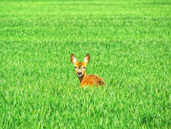 Portrait of cat on grassy field