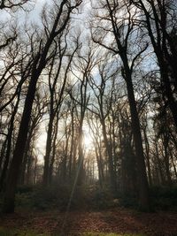 View of bare trees in forest