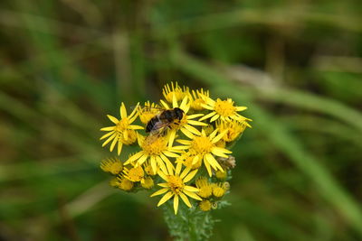 flowering plant