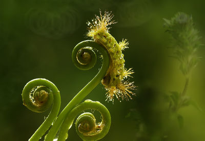 Fire caterpillar on fern