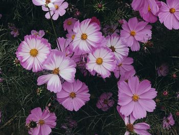 High angle view of pink flowers on field