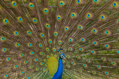 Full frame shot of peacock