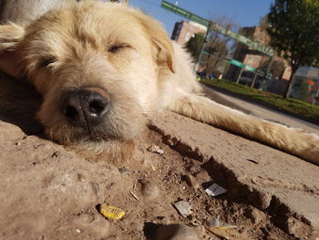 Brown dog sleeping on footpath during sunny day