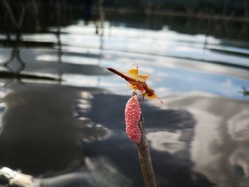 High angle view of dragonfly on water