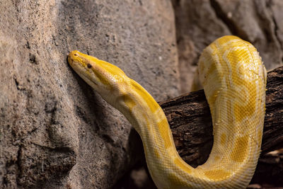 Close-up of lizard on rock