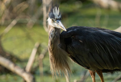 Great blue heron is watching from the banks of the wetlands on a sunny day