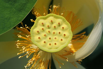 Close-up of lotus water lily