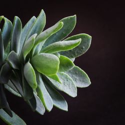 Close-up of succulent plant against black background