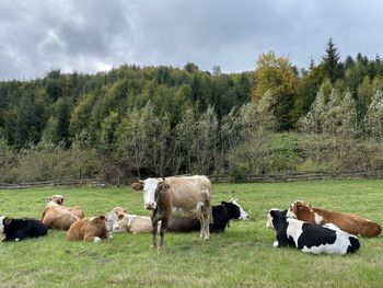 View of sheep on field against sky