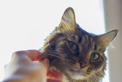 Cropped hand of woman pulling cat cheek