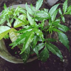 Close-up of green leaves