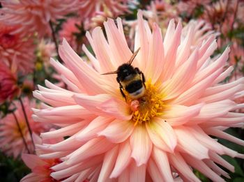 Close-up of bee pollinating on pink flower