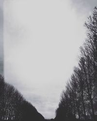 Low angle view of trees against sky