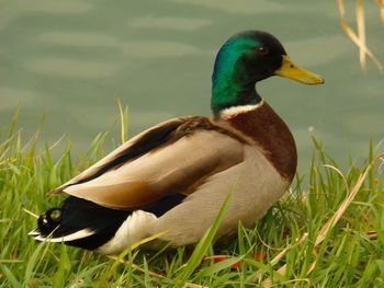 Side view of a duck