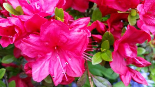 Close-up of pink flowers