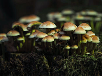 Close-up of mushrooms growing on field