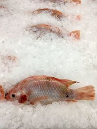 High angle view of fish for sale in market