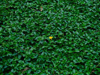 Full frame shot of fresh green grass
