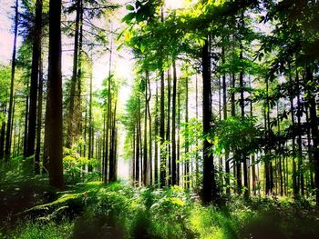 Trees growing in forest