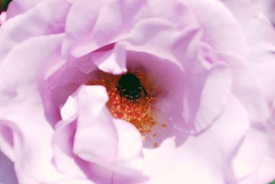 Close-up of insect pollinating flower