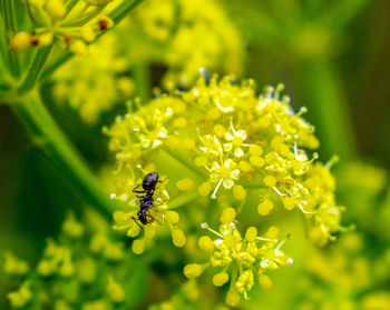 Close-up of bee pollinating on flower