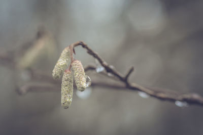 Close-up of snow on twig