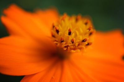 Close-up of orange flower