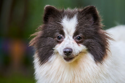 Pomeranian spitz dog in garden, close up face portrait. cute pomeranian puppy on walk. spitz pom dog