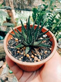 High angle view of person holding cactus in pot