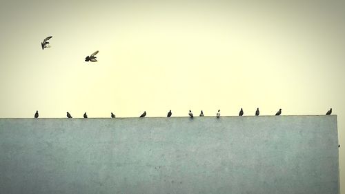 Flock of birds perching on bare tree