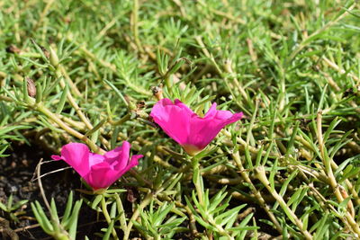 Close-up of pink flower on field