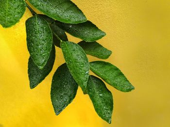 Close-up of fresh green leaves against yellow wall