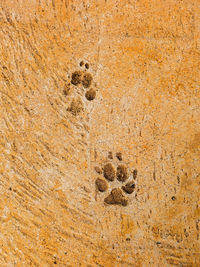 Close-up of footprints on sand