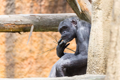 Monkey sitting in a zoo