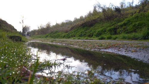 Reflection of trees in river