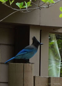 Close-up of bird perching on wall