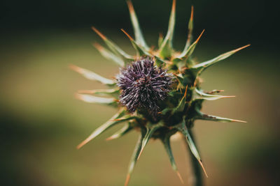 Close-up of wilted plant