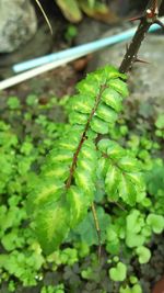 Close-up of green leaves on plant