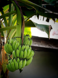 Close-up of fruit growing on tree