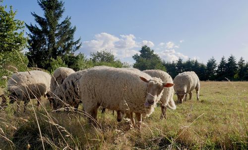 Sheep  in a field
